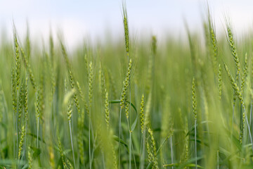 A Beautiful and Lush Green Field of Wheat Beneath a Clear and Expansive Blue Sky