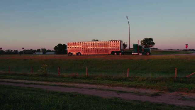 Beautiful wide shot footage of a semi-truck hauling cattle at sunrise or sunset. Ideal for documentary, transportation, farming.