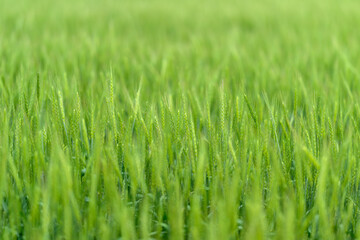 The Lush and Vibrant Green Millet Fields in Their Early Growth Stage During the Season