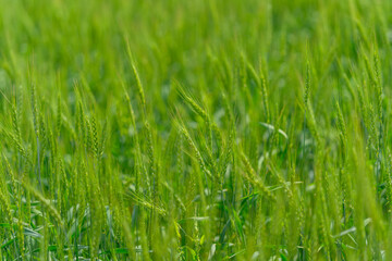 A Beautiful Lush Green Grass Field Beneath a Bright and Invigorating Natural Light