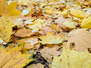 Yellow autumn maple leaves. Sunny autumn day. Fall in nature. Natural autumn fall background. Golden season. Bright orange and red leaf colors. Maple leaves in autumn sunny day.