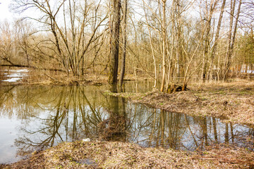 Fototapeta premium Springtime high water inundates forest edge with still reflective pools and melting snow patches visible