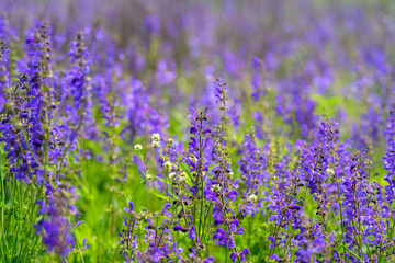 Fototapeta premium The Vibrant Purple Wildflowers are in Full Bloom, Creating a Stunning and Colorful Display