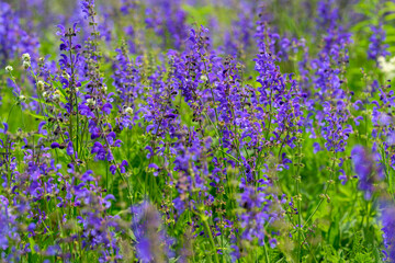 Naklejka premium Stunning and Vibrant Purple Wildflowers Flourishing in Full Bloom for All to Admire