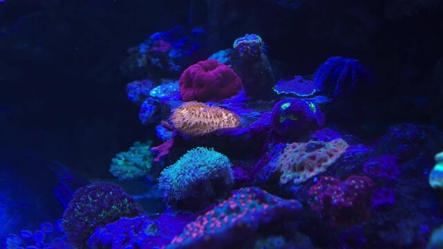 A collection of detailed underwater scenes featuring branching stony corals, plate corals, and various tropical fish under both bright and deep blue UV lighting and fluorescent colors