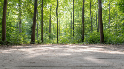 Obraz premium Green forest clearing with dappled sunlight and tall trees