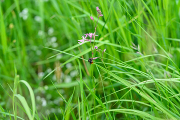 A Beautiful Scene Featuring Vibrant Green Grass Beautifully Accompanied by Delicate Pink Flowers