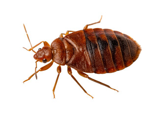 Extreme close up of a bed bug revealing its segmented body, legs, and head with visible eyes, perfect for pest control and entomology education materials.