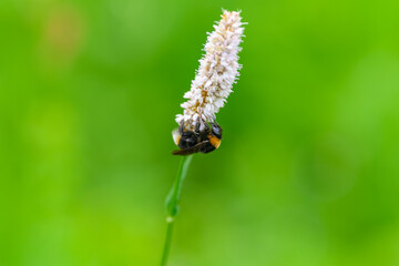 A Bee Busy Pollinating a Beautiful Flower Set Against a Vibrant Green Background