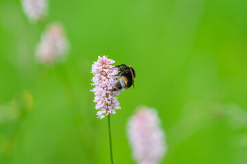 A Beautiful Bee Pollinating a Pink Flower in a Lush and Vibrant Green Field Nearby