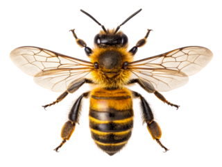 Detailed top view of a fuzzy honeybee with striped abdomen and translucent wings, perfect for illustrating pollination, nature, and insect biology in educational or commercial projects.