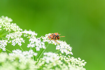 Closeup of a stunning insect on a delicate flower stem, against a vibrant green background