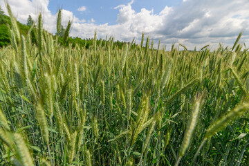 A Lush Green Wheat Field Bathed in Bright Sunshine Beneath a Clear Blue Sky Today