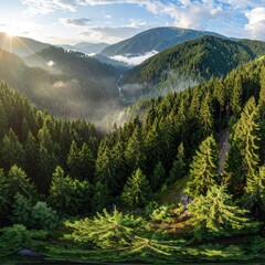Forested mountains bathed in sun. Valley with low-lying fog