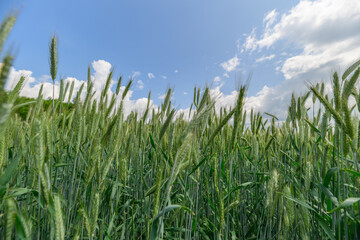 A Beautiful Lush Green Wheat Field Spreads Out Underneath a Bright Blue Sky Above Us