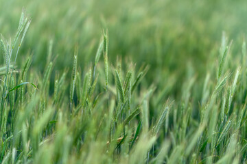 A Beautiful, Expansive, Lush Green Grass Field Bathed in Natural Light and Invigorating Fresh Air