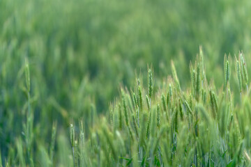 A Beautiful, Lush Green Field Flourishing with a Variety of Growing Crops and Plants