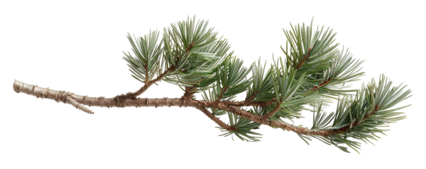This isolated green pine branch showcases fresh, rich needles and natural forest shape, perfect for design projects or nature-themed decorations