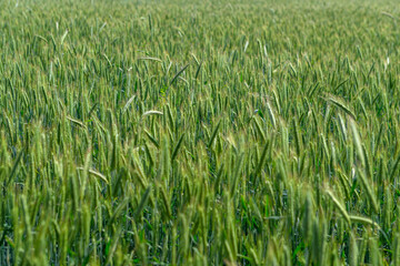 Vibrant and Lush Green Wheat Field in the Spring Season A Celebration of Natures Abundance