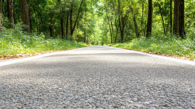 Sunny forest road with low perspective, tranquil tree lined asphalt path