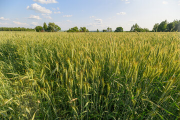 A Lush and Vibrant Green Wheat Field Extending Under a Clear and Bright Blue Sky Above