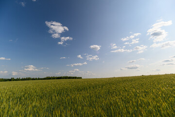 A vibrant green wheat field stretching into the distance under a clear blue sky