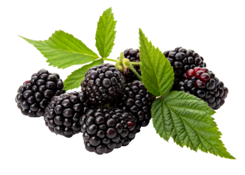 Fresh ripe blackberries and green leaves arranged together for a healthy, organic fruit concept, perfect for food marketing and editorial use.