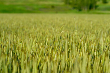 A Beautifully Lush Green Wheat Field Flourishing Under a Clear Blue Sky on a Peaceful Day