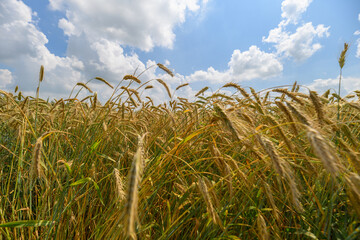Obraz premium A Beautiful Golden Wheat Field Under a Bright Blue Sky Surrounded by Fluffy White Clouds
