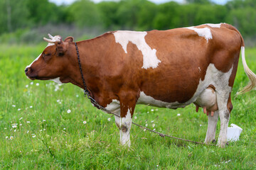 Obraz premium A Brown and White Cow Grazing Happily on Lush Green Grass in a Picturesque Pasture