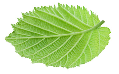Obraz premium Hazelnut green leaf isolated on transparent background. Hazelnut leaf top view. Leaf PNG