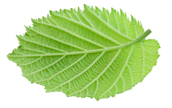 Hazelnut green leaf isolated on transparent background. Hazelnut leaf top view. Leaf PNG - Powered by Adobe