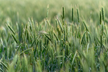 A Beautiful Lush Green Wheat Field Sparkling Under the Gentle Morning Dew of a Fresh New Day