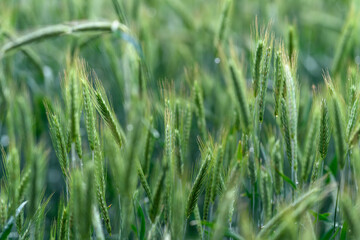 Obraz premium Lush Green Grains Accompanying Tranquil Views in a Vibrant Field of Agricultural Splendor