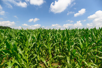 A Vibrant Cornfield Sprawled Under a Clear Blue Sky with Fluffy, White Clouds Floating