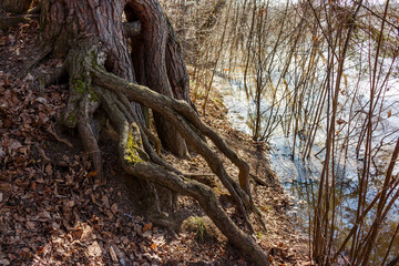 Gnarly pine roots cling to the bank above spring floodwaters amongst dry autumn leaves