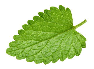 Obraz premium Melisa leaf isolated on transparent background. Fresh Melisa PNG. Melisa mint full macro. No AI