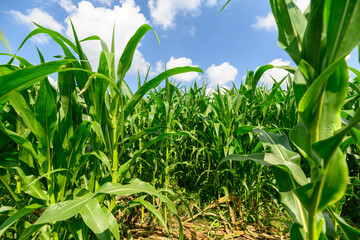 A Vibrant Cornfield Flourishing Under a Beautifully Clear Blue Sky on a Sunny Day