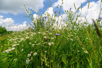 Obraz premium A Beautiful and Vibrant Wildflower Meadow Under a Bright Blue Sky for You to Enjoy