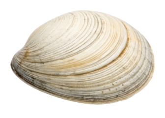 Natural Seashell with Concentric Rings on White Background for Aquatic Themes and Coastal Decor Ideas