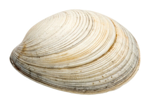 Natural Seashell with Concentric Rings on White Background for Aquatic Themes and Coastal Decor Ideas