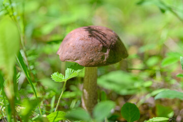 A Beautiful Brown Mushroom, Elegant and Vibrant, Surrounded by Lush Greenery and Foliage