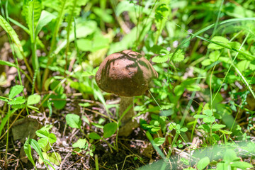 A Beautiful Mushroom Thriving Amidst the Lush, Greenery of the Forest in Autumn Time