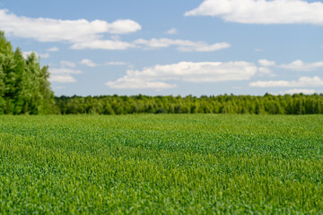 Lush, vibrant green fields spread out under a brilliant, bright blue sky during summer days