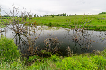 A Serene Wetland Landscape Featuring Beautiful Reflections Surrounded by Lush Greenery
