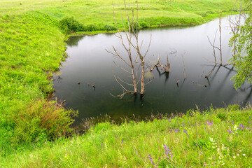 Serene Wetland Reflections adorned with flourishing Greenery and vibrant ecosystem beauty