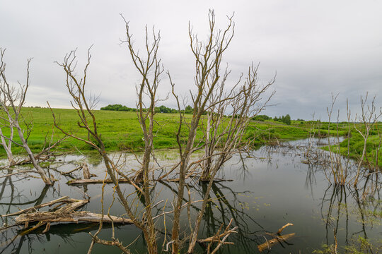 A serene wetland landscape featuring a beautiful overcast sky that enhances the scenery - Powered by Adobe