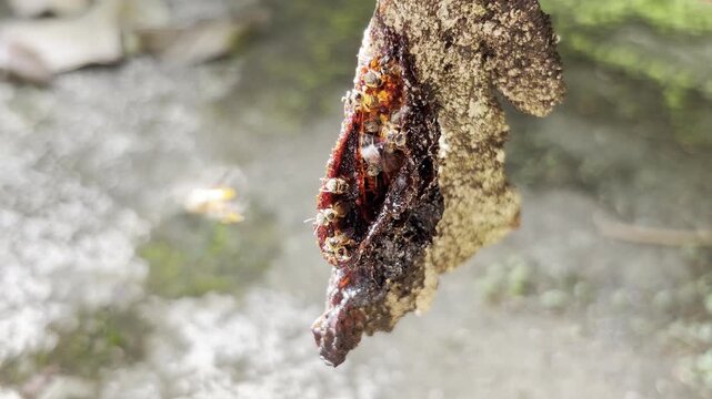 Close-up of resin on tree bark.