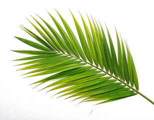 Obraz premium Vibrant green palm leaf against a clean white background in close up photography