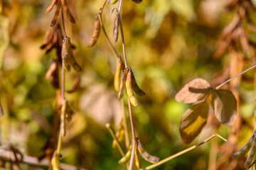 Plant moisture analysis, Assessing soybean canopy moisture for agricultural quality control, Natural ecological scene capturing soybean foliage hydration levels at dawn